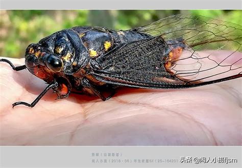 蟬叫聲原因|蟬為什麼會叫：這個夏天你聽到蟬鳴了嗎